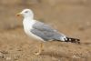 Yellow-legged Gull at Private site with no public access (Steve Arlow) (66168 bytes)